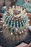 NOTOCACTUS SCHLOSSERI.jpg